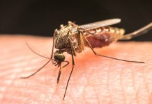 forestall malaria: Tricks to keep secure in monsoon