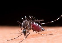 Second-time dengue: Know why it’s lethal