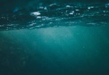 Microplastics in oceans might enhance incapacity threat for coastal residents