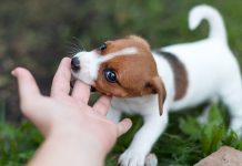 Surge in rabies circumstances within the US: Key details and prevention ideas