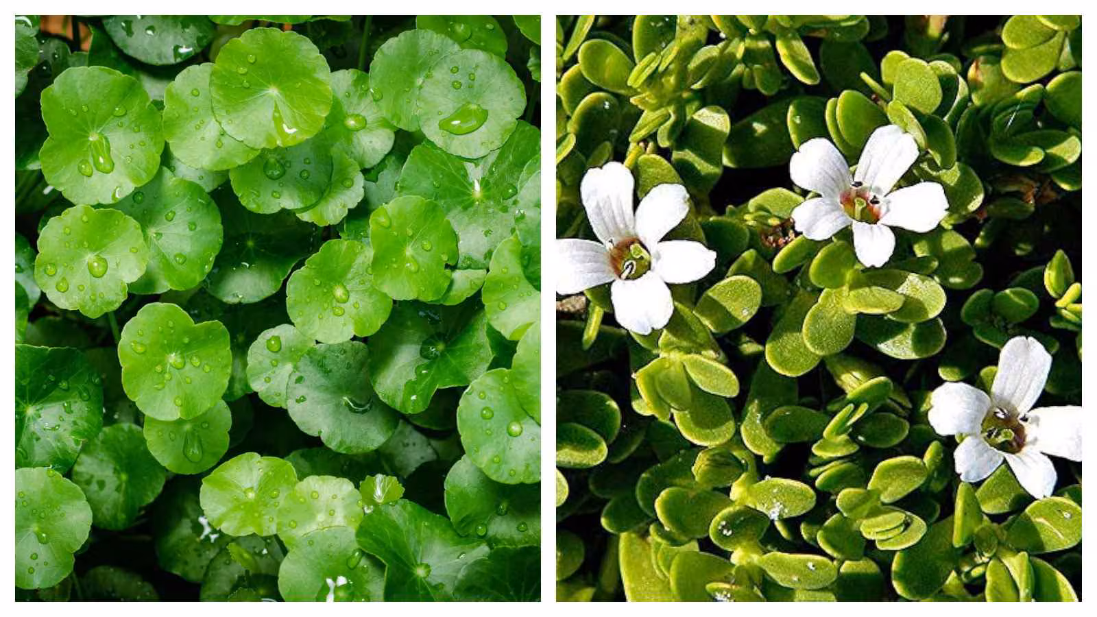 Confused between Gotu Kola and Brahmi? How they’re totally different